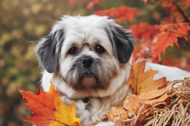 Seasonal Care Tips for Senior Pets