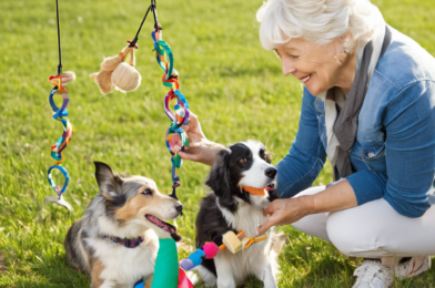 DIY Toys and Activities for Senior Pets