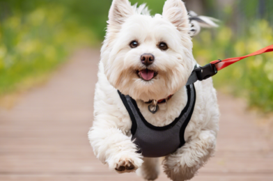 Exercise Tips for Elderly Pets