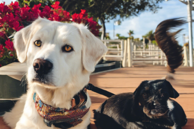 Traveling with Senior Pets